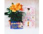 TẮM TRẮNG KHÔ, Ủ BODY SIÊU TRẮNG 